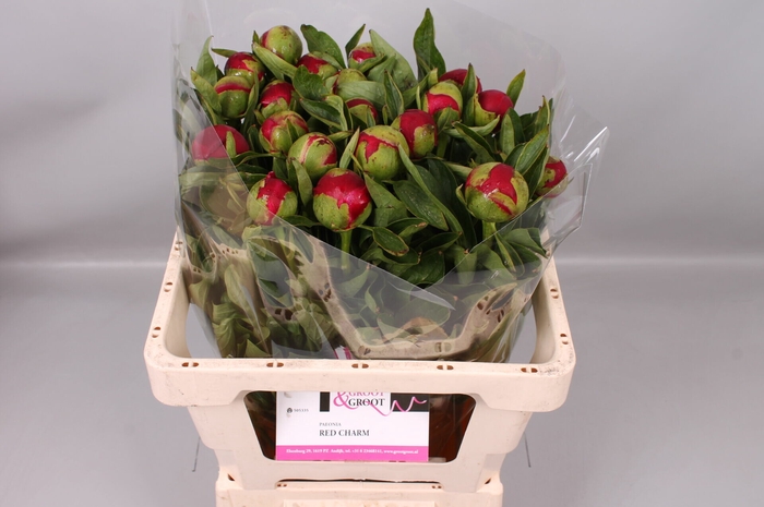 <h4>Paeonia Red Charm | Heavy Quality</h4>