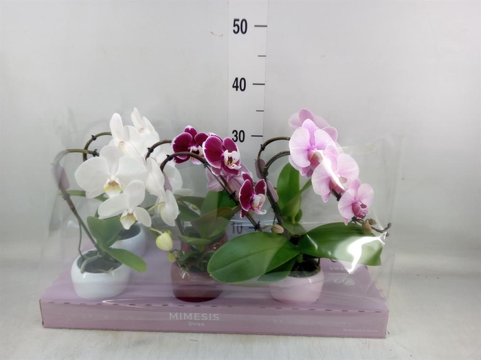 <h4>Phalaenopsis ...</h4>