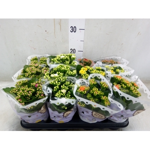 Kalanchoe blos.   ..rosebud mix  5