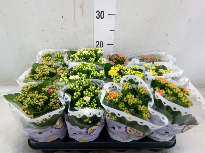 <h4>Kalanchoe blos.   ..rosebud mix  5</h4>