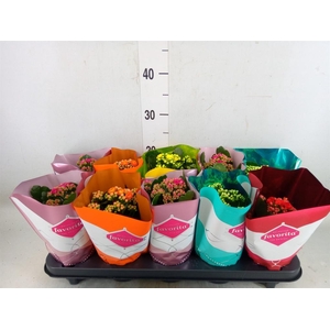 Kalanchoe blos. 'Perfecta'  ..mix 5