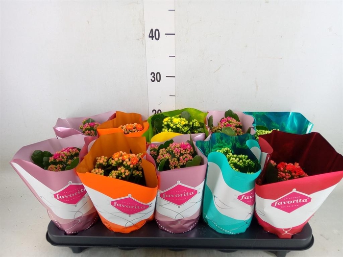 <h4>Kalanchoe blos. 'Perfecta'  ..mix 5</h4>