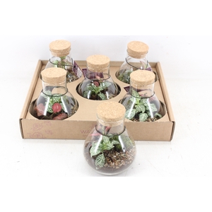 arr3 WR - Terrarium Erlenmeyer x5