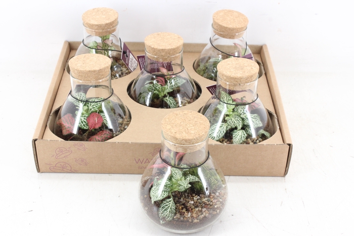 <h4>arr3 WR - Terrarium Erlenmeyer x5</h4>