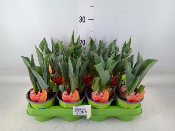 <h4>Tulipa   ...</h4>