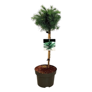 Larix kaempf. 'Grey Pearl'