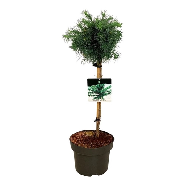 <h4>Larix kaempf. 'Grey Pearl'</h4>