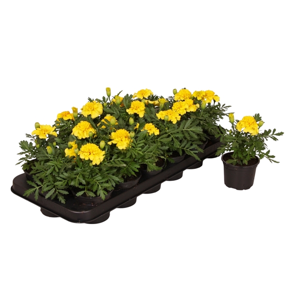 <h4>Tagetes Pantula geel p9</h4>