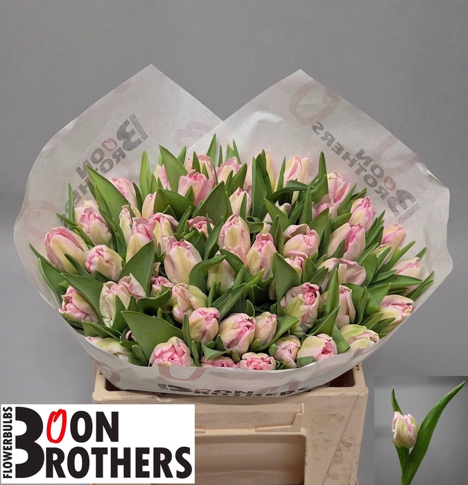 <h4>TU PA ZAMBESI</h4>