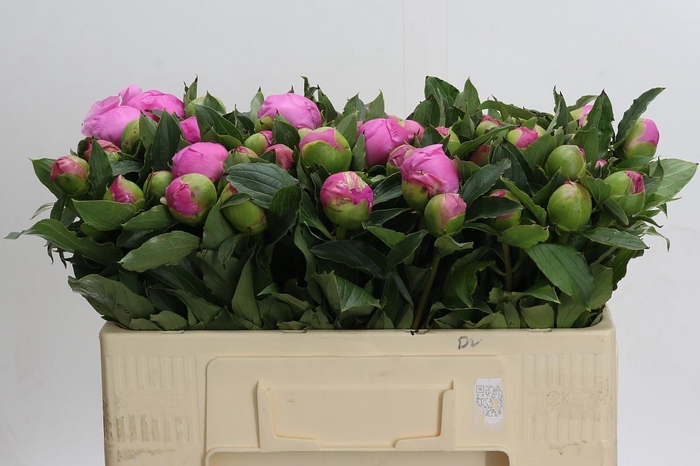 <h4>Paeonia Monsieur Jules Elie</h4>