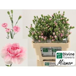 Dianthus TR 'Miamor'