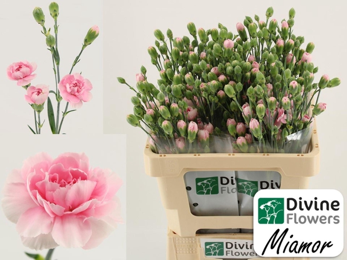 <h4>Dianthus TR 'Miamor'</h4>
