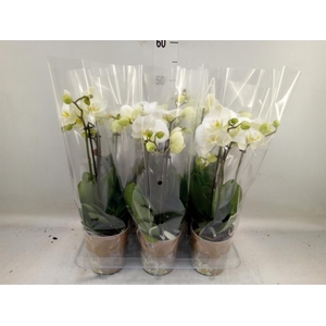 Phalaenopsis   ...white