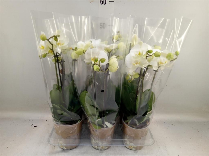 <h4>Phalaenopsis   ...white</h4>
