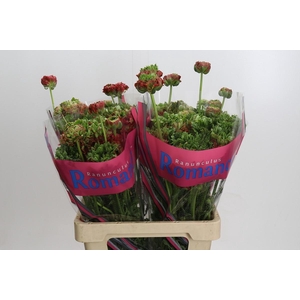 Ranunculus Romance Crown Bastille