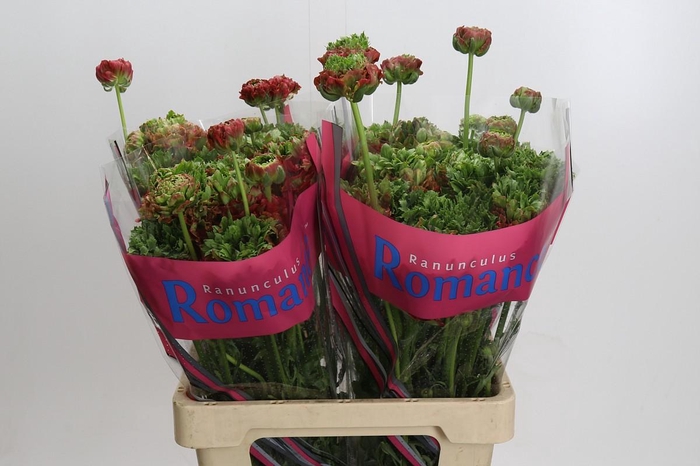 <h4>Ranunculus Romance Crown Bastille</h4>