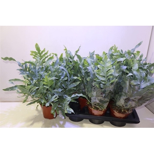 arr8 Phlebo A Blue Star