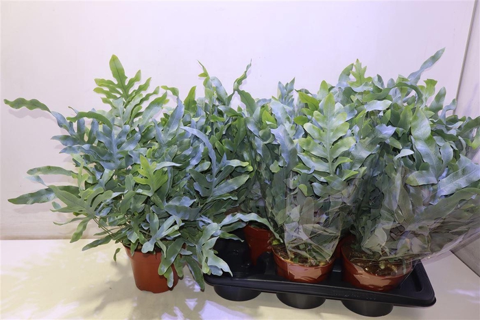 <h4>arr8 Phlebo A Blue Star</h4>