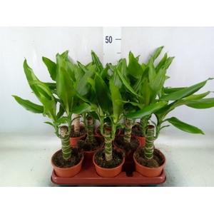 Dracaena frag. 'Steudneri'