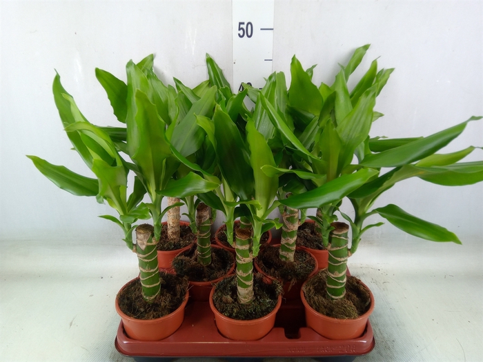 <h4>Dracaena frag. 'Steudneri'</h4>
