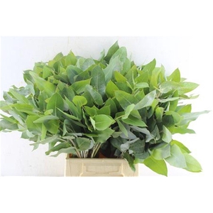 Euca Robusta Potlood Per Stem