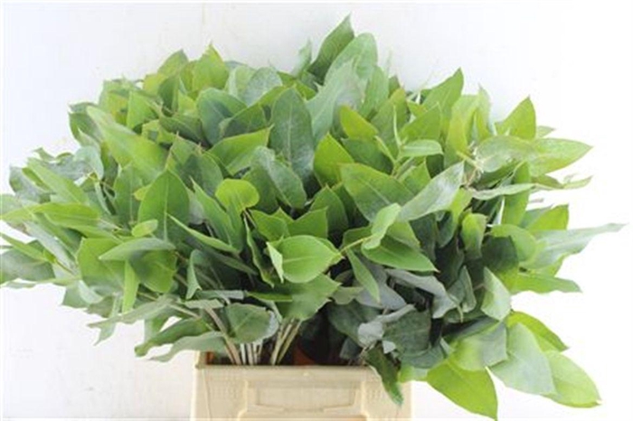 <h4>Euca Robusta Potlood Per Stem</h4>