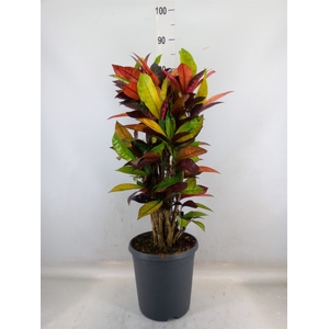 Codiaeum var. KL 'Mrs Iceton'