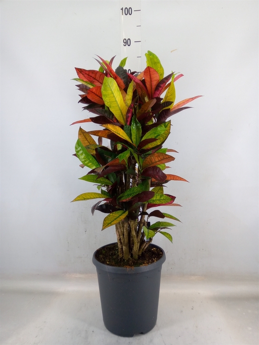 <h4>Codiaeum var. KL 'Mrs Iceton'</h4>