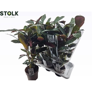 CTENANTHE COMPACTSTA