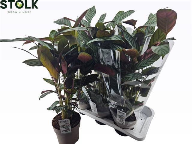 <h4>CTENANTHE COMPACTSTA</h4>