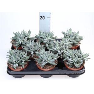 Crassula ...