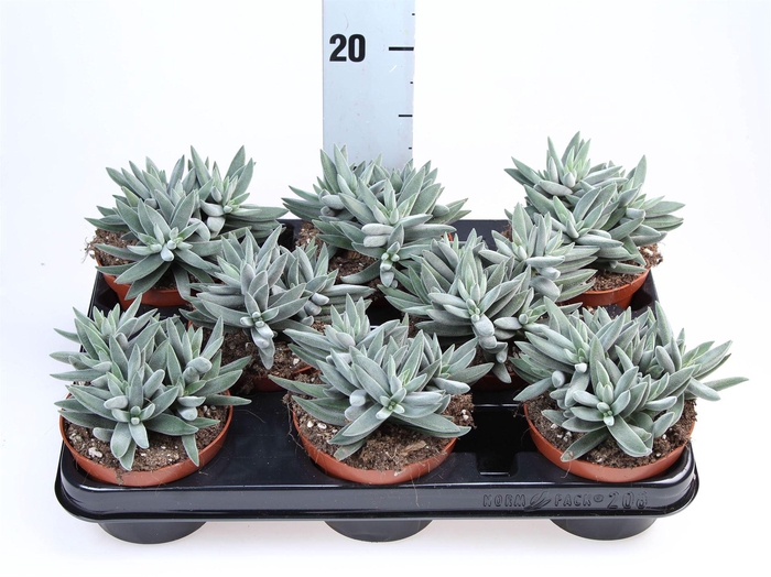 <h4>Crassula ...</h4>