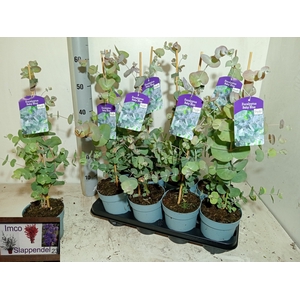 EUCALYPTUS