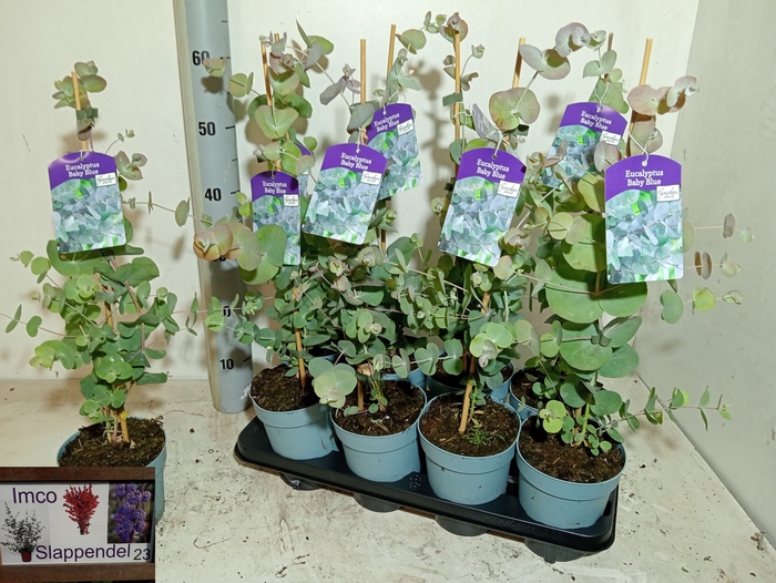 <h4>EUCALYPTUS</h4>
