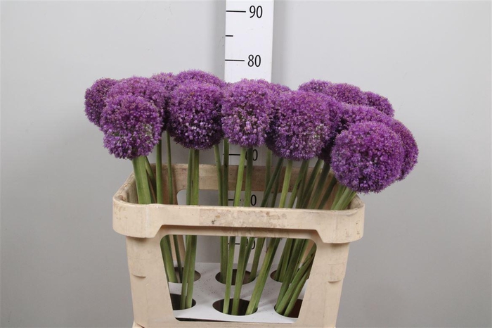 <h4>Allium Giganteum</h4>
