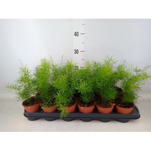 Asparagus dens. 'Sprengeri'