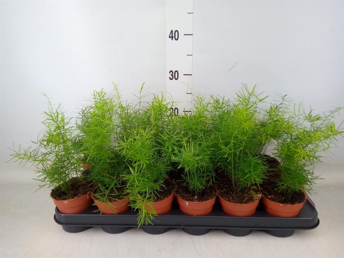 <h4>Asparagus dens. 'Sprengeri'</h4>