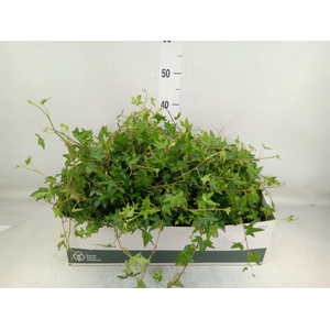 Hedera helix 'Jacobine'