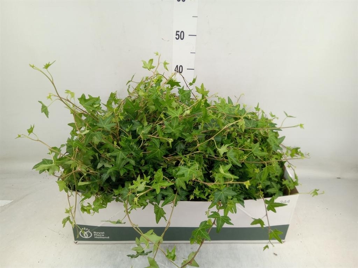 <h4>Hedera helix 'Jacobine'</h4>