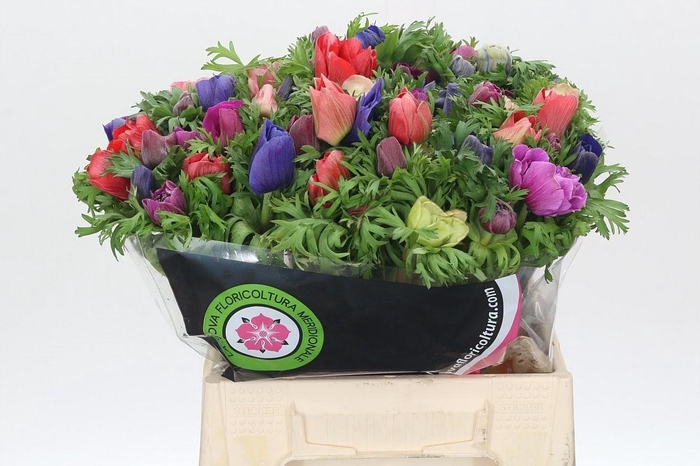 <h4>Anem Mistral Rainbow Mix</h4>