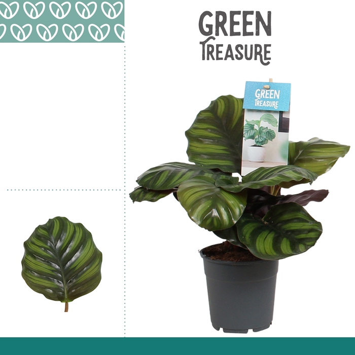 <h4>Calathea Fasciata</h4>