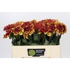 Dahlia Creme de Cognac