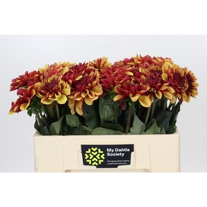 Dahlia Creme de Cognac