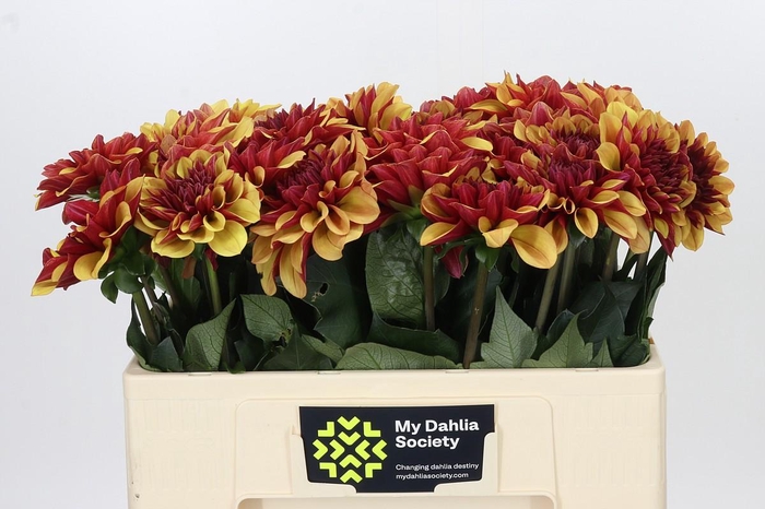 <h4>Dahlia Creme de Cognac</h4>