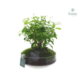 Green Bottle Iris Medium met Bonsai