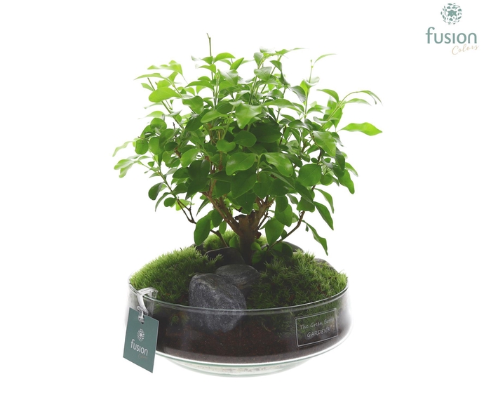 <h4>Green Bottle Iris Medium met Bonsai</h4>