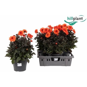 DAHL D LAB GR ORANGE