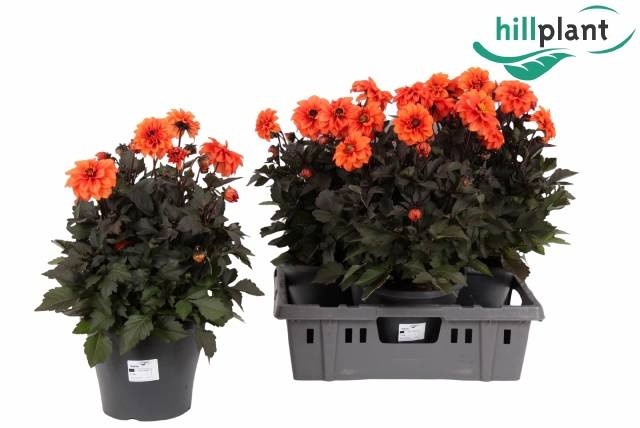 <h4>DAHL D LAB GR ORANGE</h4>
