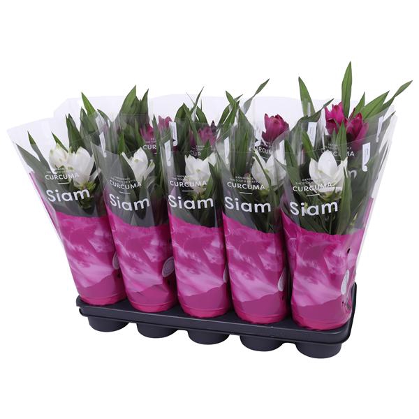 <h4>Essential - Curcuma 12cm - mix 2 kleuren</h4>