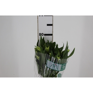 ALSTROEMERIA AKEMI 080 CM